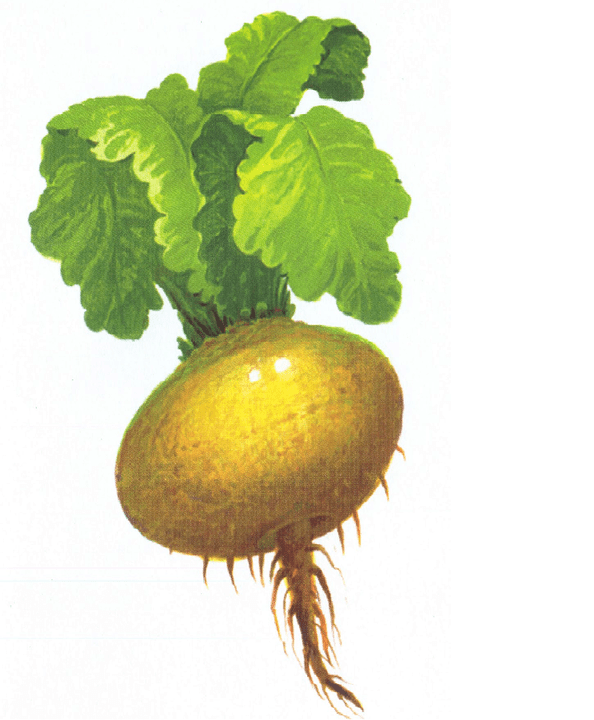 Turnip to increase potency