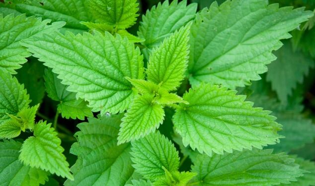 Nettle for potency