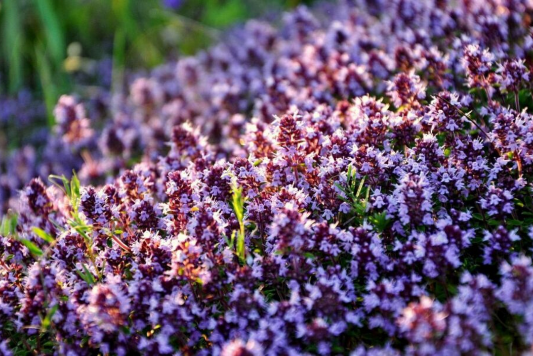 Thyme to strengthen potency